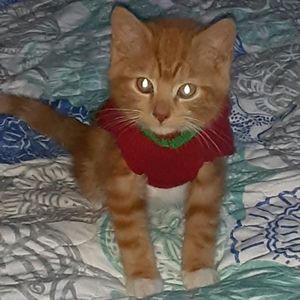 🔥5 for $25 Pet Christmas Sweater